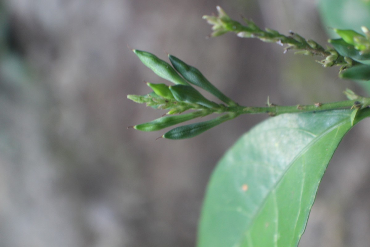 Pseuderanthemum latifolium (Vahl) B.Hansen